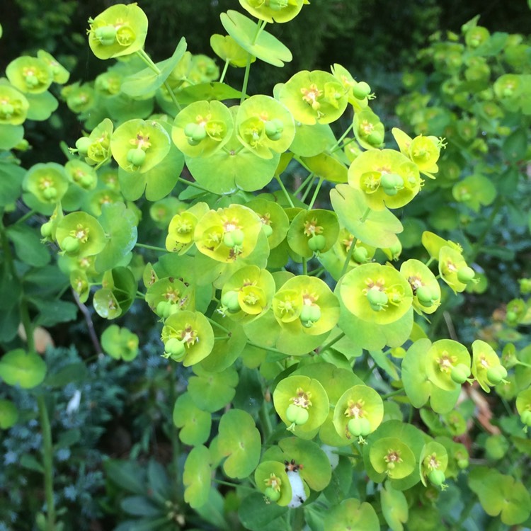 plant image 392813