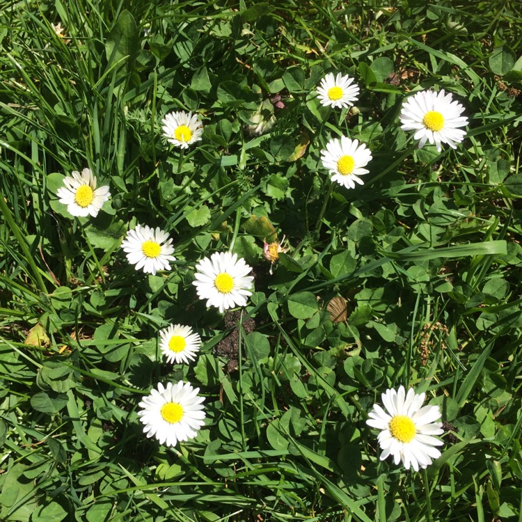 plant image 394514
