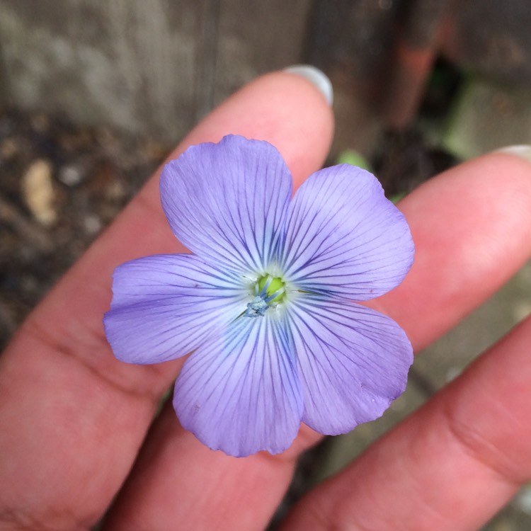 Plant image Linum perenne