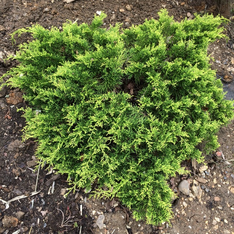 Plant image Juniperus chinensis 'Old Gold'