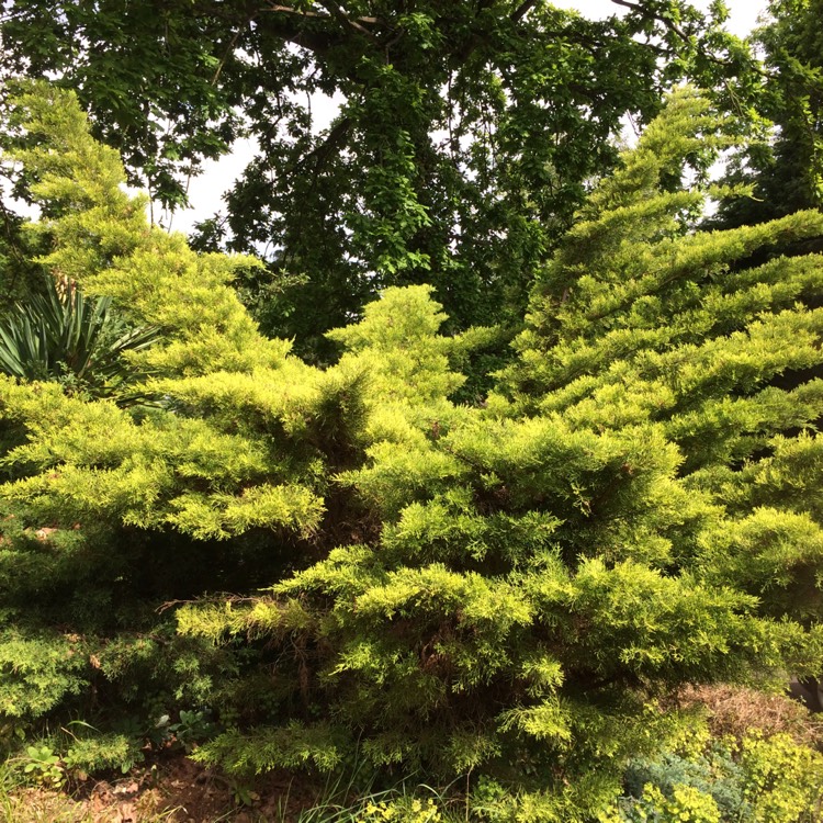 plant image 413982