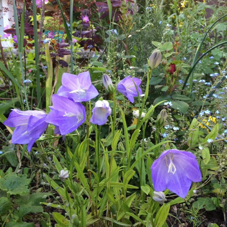 Колокольчик посадка и уход в открытом. Колокольчик персиколистный (Campanula persicifolia). Колокольчик персиколистный Takion Blue. Колокольчик персиколистный ла Белль. Колокольчик Лапландия персиколистный.