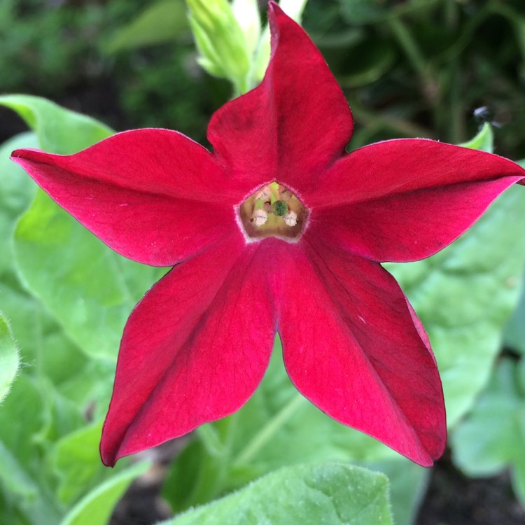 plant image 427625
