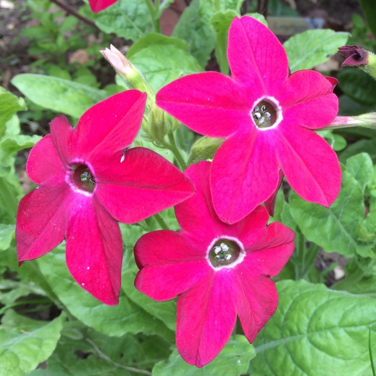 plant image 443749