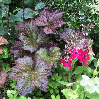 Heuchera villosa 'Palace Purple' syn. Heuchera sanguinea 'Palance Purple', Heuchera micrantha 'Palace Purple'