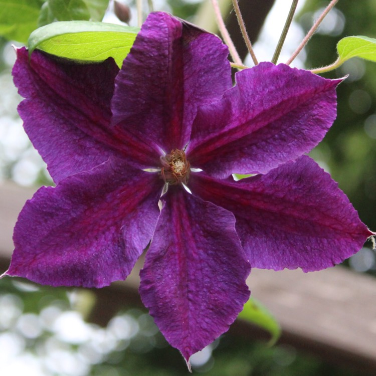plant image 459633 plant image 459633