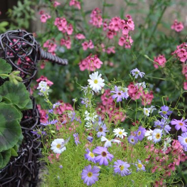 Brachyscome angustifolia