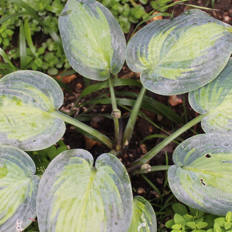 plant image 467223