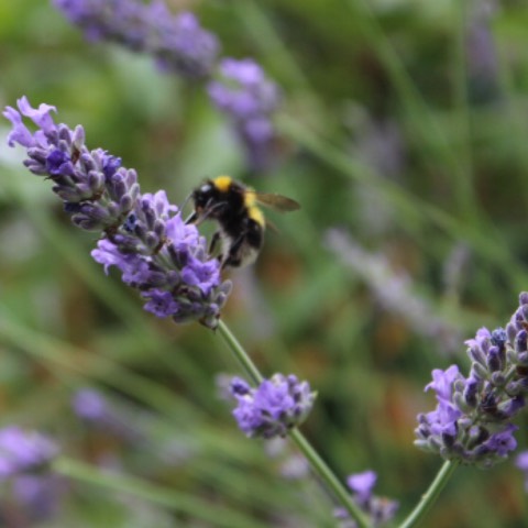 plant image 469738
