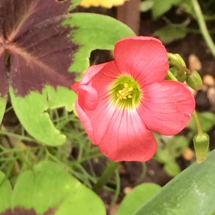 plant image 473688