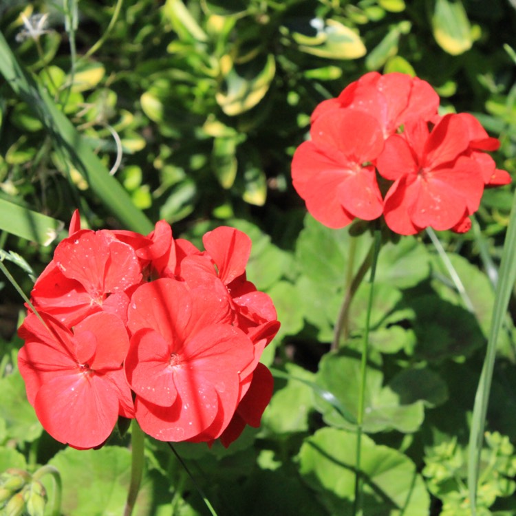 plant image 476204 plant image 476204