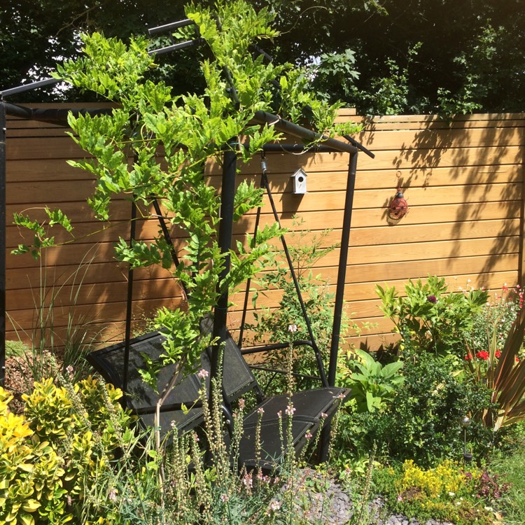 plant image 481575