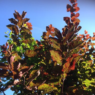 Prunus cerasifera