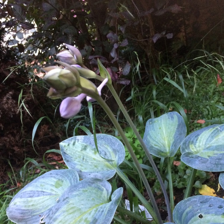 plant image 484355