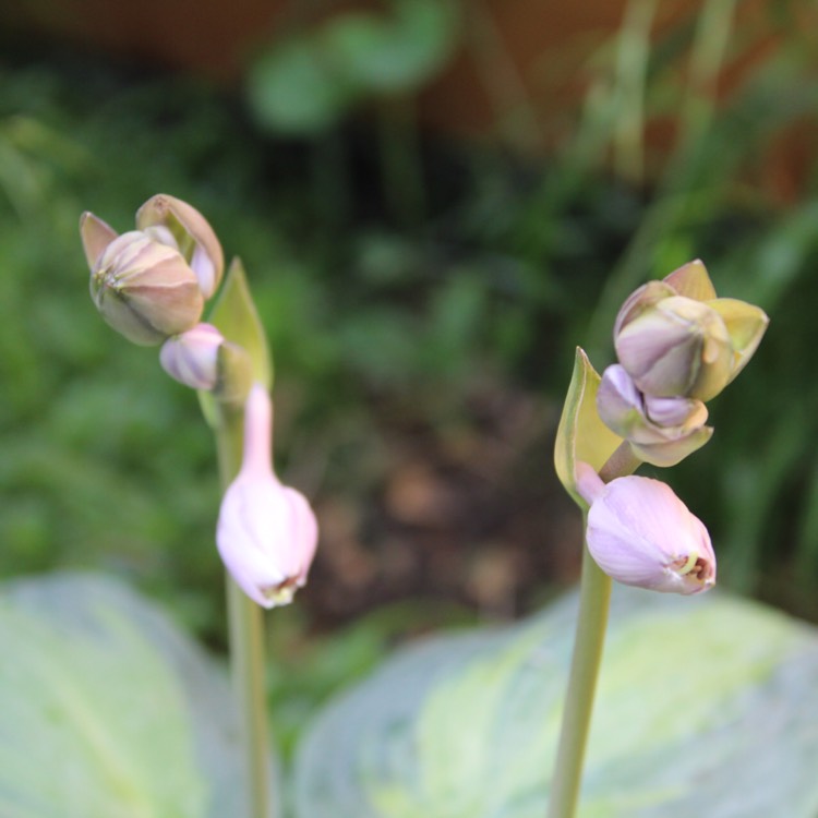 plant image 484893