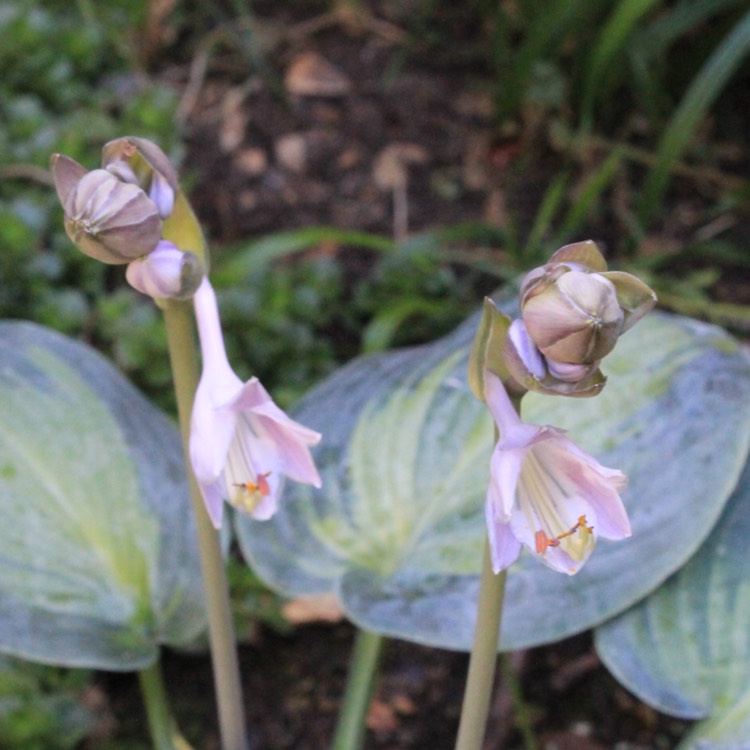 plant image 485492
