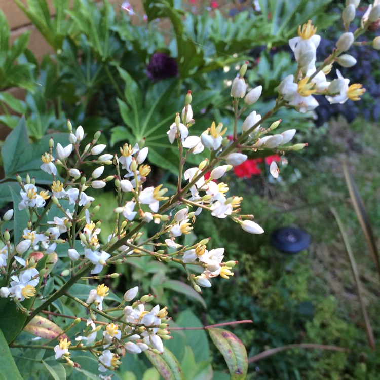 plant image 490191