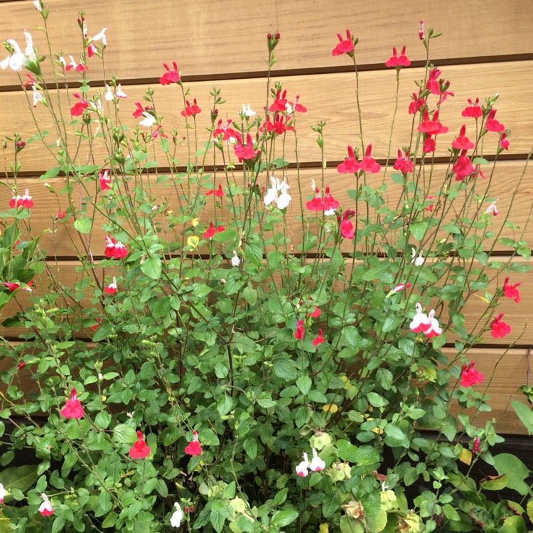 plant image 491490