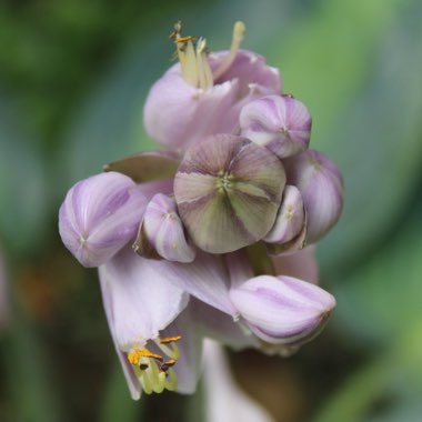 Hosta (Tardiana Group) 'June'