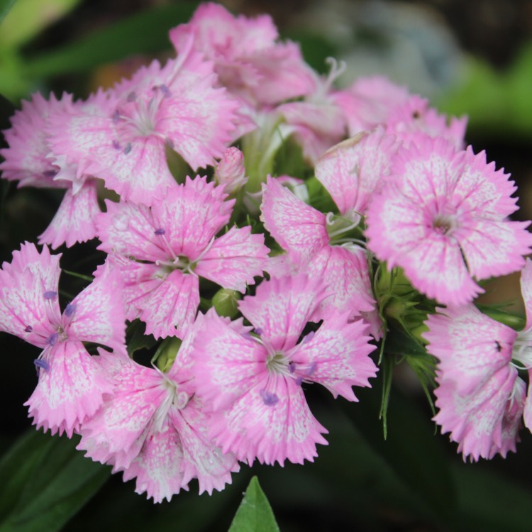 plant image 502601