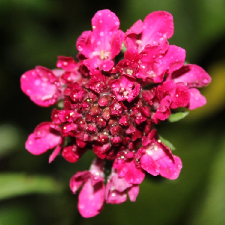 Plant image Astrantia major 'Star of Beauty' (Sparkling Stars Series)