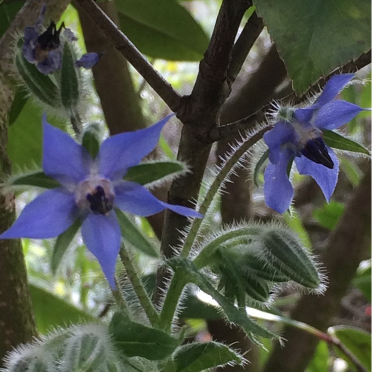 plant image 521762