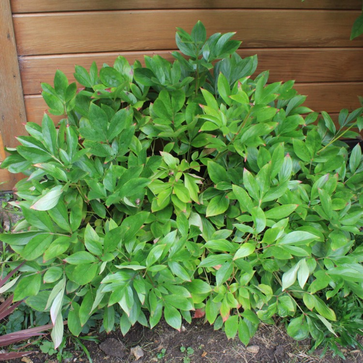 plant image 527367 plant image 527367