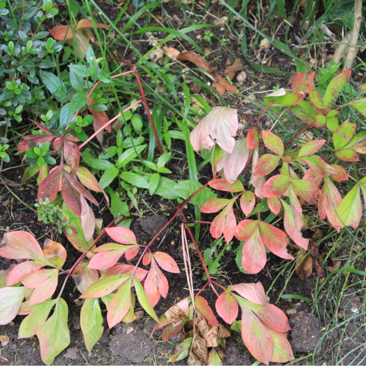 plant image 527373 plant image 527373