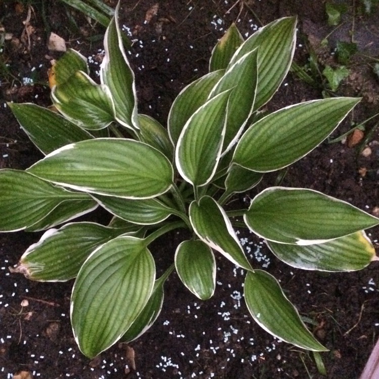 plant image 527769 plant image 527769