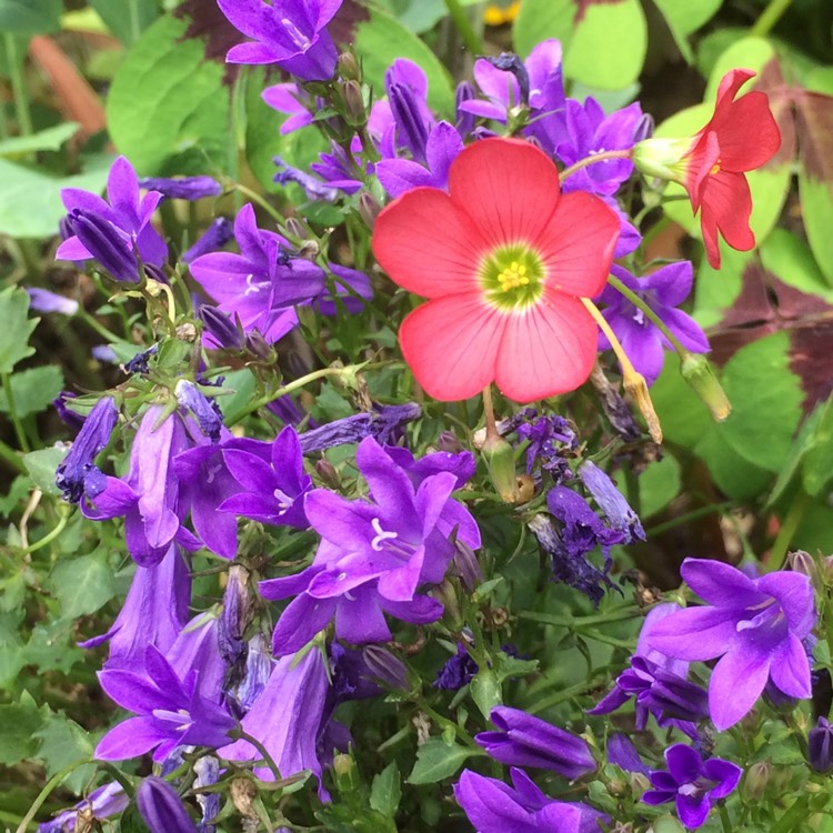 plant image 528994
