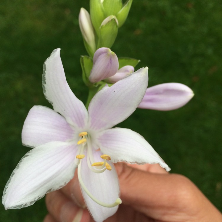 plant image 541809