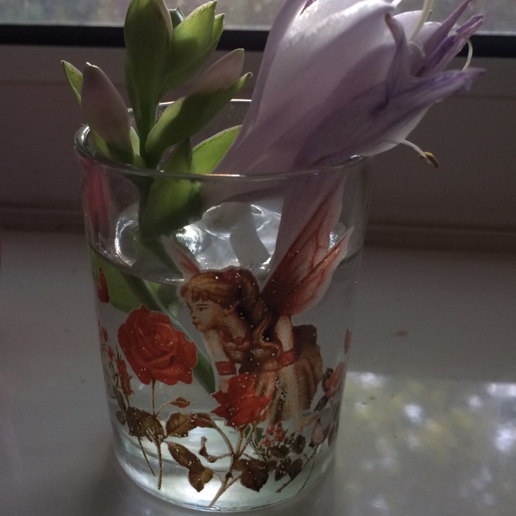 plant image 543757