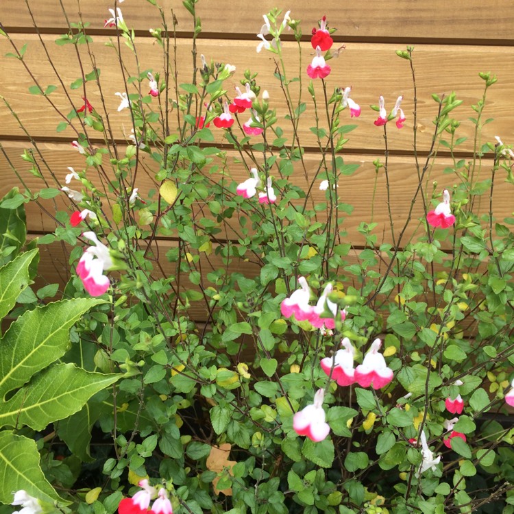plant image 546832
