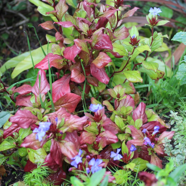 plant image 550833 plant image 550833