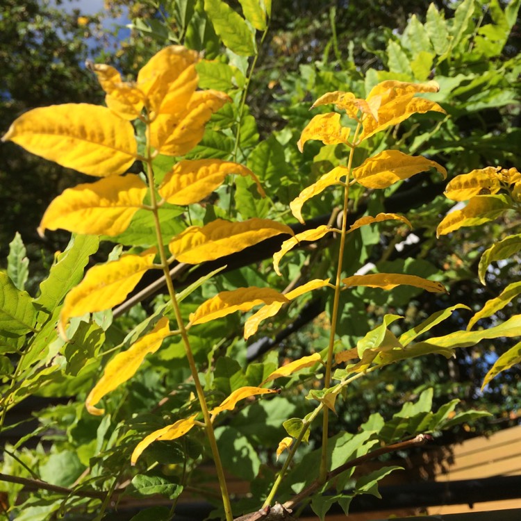 plant image 554070