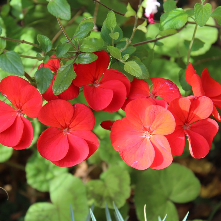 plant image 558259 plant image 558259