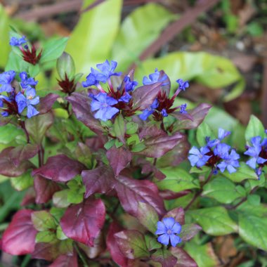 Ceratostigma plumbaginoides syn. plumbago larpentiae