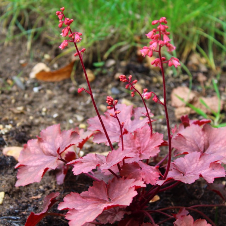 Plant image Heuchera 'Cherry Cola'