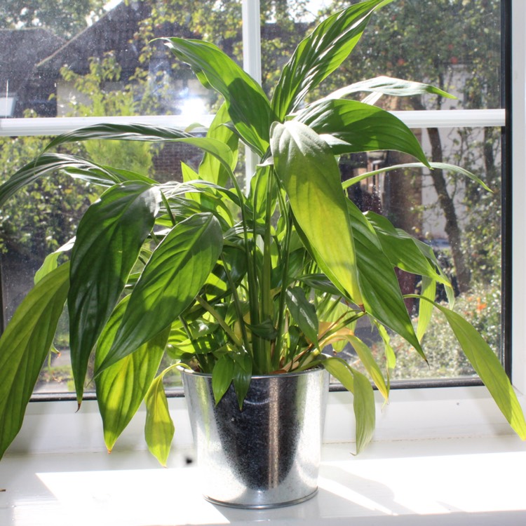 plant image 561976