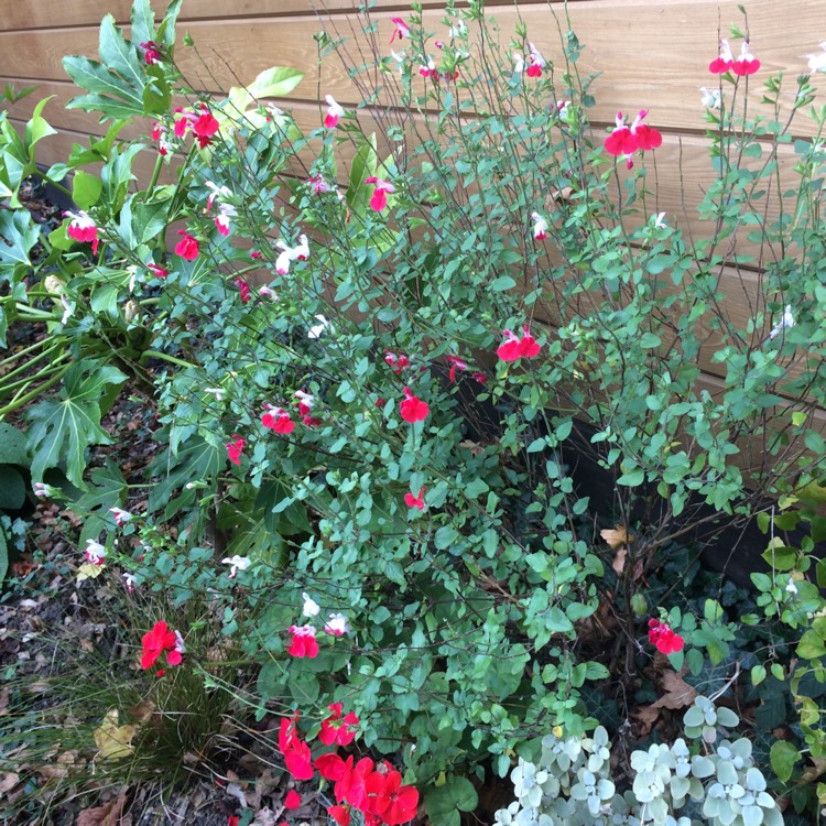 plant image 563360