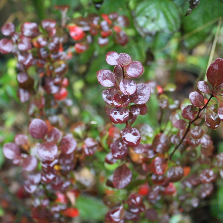 plant image 566453 plant image 566453