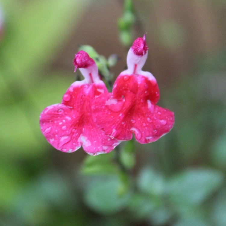 plant image 566455