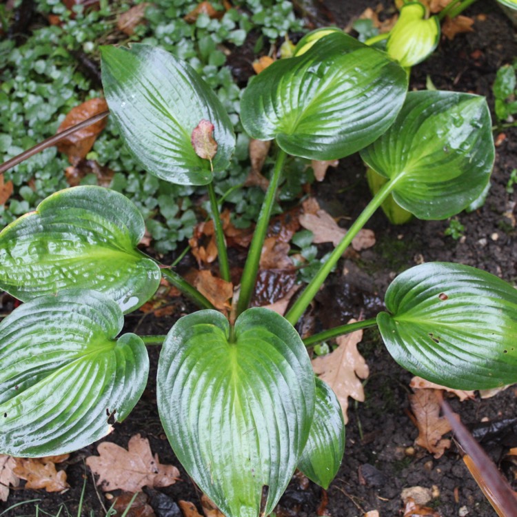 plant image 566457