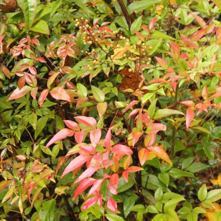 plant image 566462