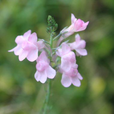 Linaria x dominii