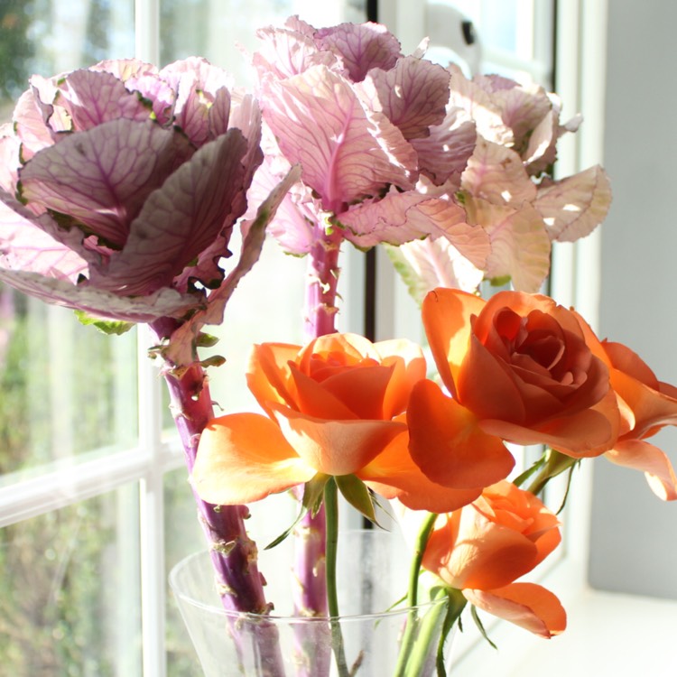 plant image 571508
