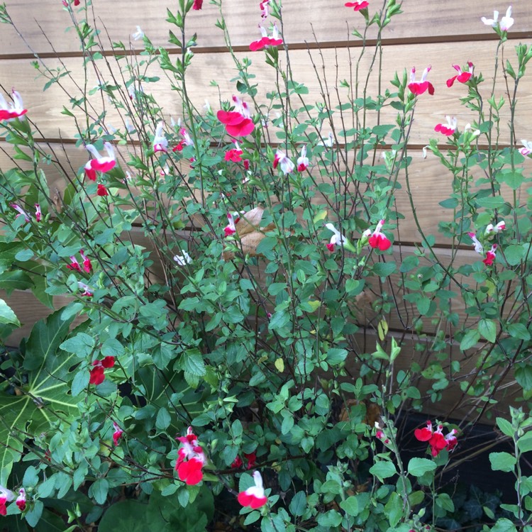 plant image 572669