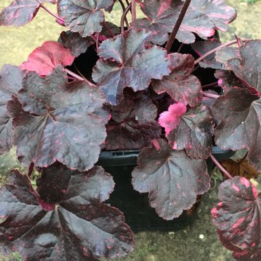 Heuchera villosa 'Palace Purple' syn. Heuchera sanguinea 'Palance Purple', Heuchera micrantha 'Palace Purple'