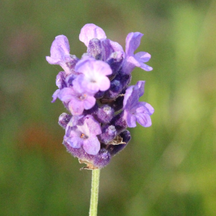 plant image 575524
