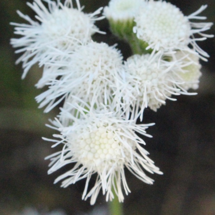 Plant image Ageratum houstonianum